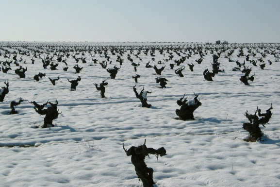 Los vinos de la tierra de Castilla y León tienen un cultivo privilegiado