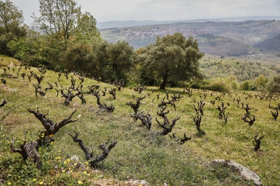 La Sierra de Salamanca es una DO vino de Castillla y León joven de 14 bodegas